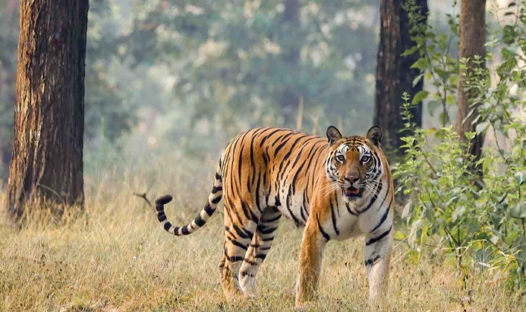 Corbett Hunters (Previously Known As Taarini Corbett)